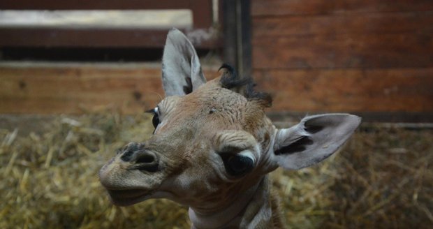 Vítej na světě! V brněnské zoologické zahradě se právě narodila žirafí samička.