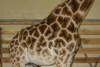 Radost v pražské zoo: Narodilo se už třetí žirafí mládě!