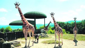 Chov žiraf Rothschildových je v Ústí velmi úspěšný
