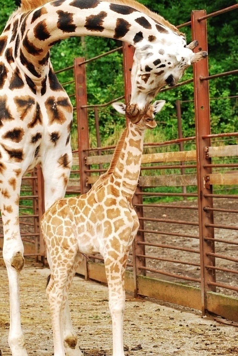 Sameček se svou matkou, samicí Cronkitou v ostravské zoo