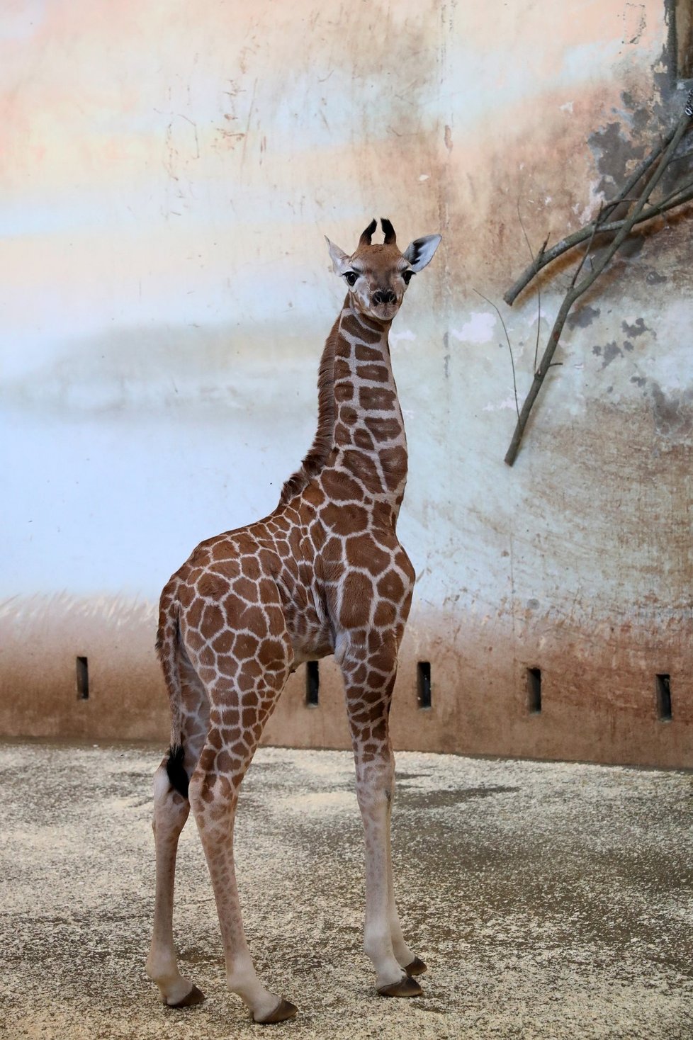 Žirafí sameček se narodil Elišce 13. února 2019. V pondělí 25. února se připojil ke stádu.