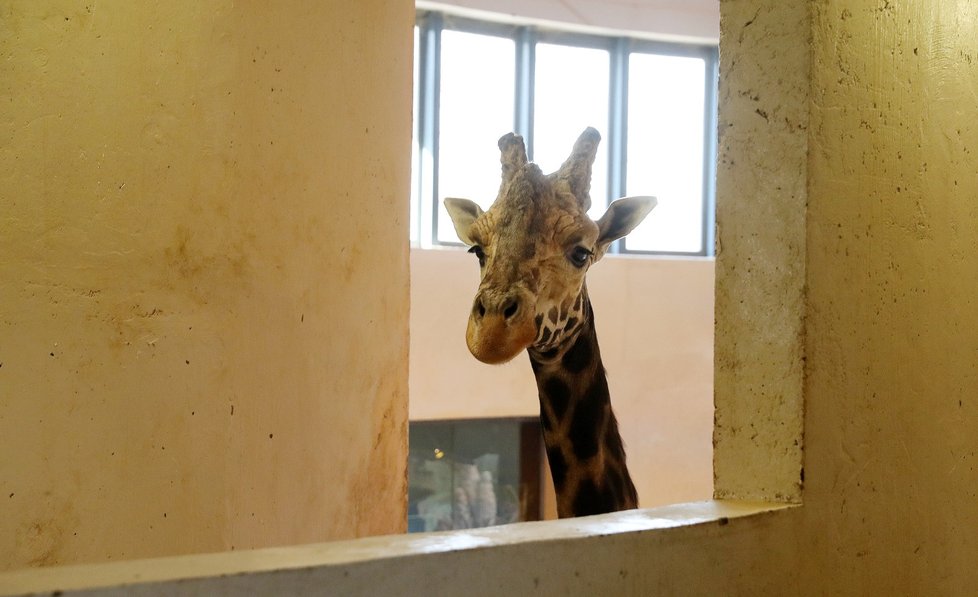 Žirafí sameček se narodil Elišce 13. února 2019. V pondělí 25. února se připojil ke stádu.