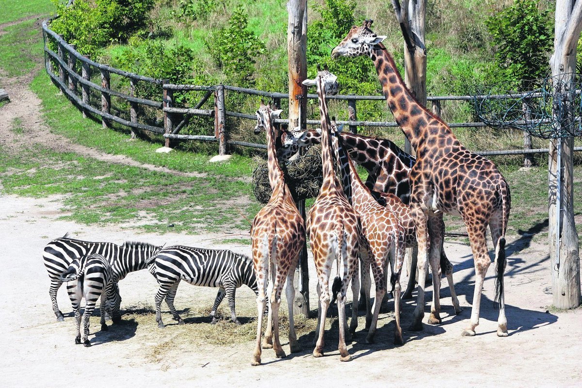 Teplo a sluneční paprsky připomíná africký domov i dlouhokrkým žirafám a pruhovaným zebrám. Zbarvení jejich srsti ve volné přírodě budí dojem míhání se světla a stínů.