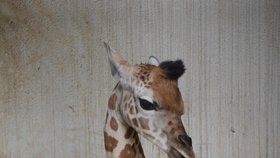 Novorozený žirafí chlapeček je fešák