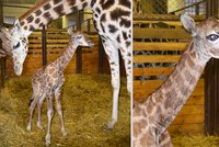 Světový úspěch ve Dvoře Králové: narodilo se 250. žirafí mládě!