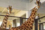 Žirafí sameček s mámou Ellou musí zatím pobývat v pavilonu. Vedra mu totiž nedělají dobře.