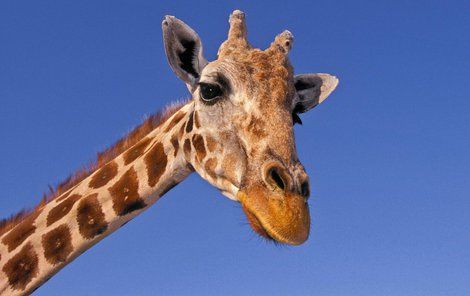 Žirafám hrozí vymření!