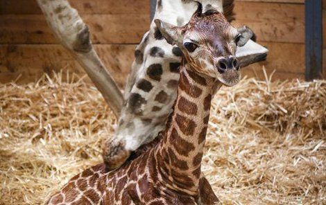 Kuk! Já jsem nový žirafák