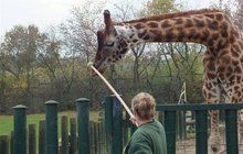 Utratili žirafu Bastiaana (†7): Nehodil se do chovu, nikdo ho nechtěl...