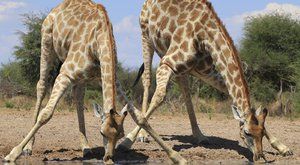 Tajemství štíhlých nohou: Proč žirafa ve spánku neupadne