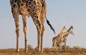 Krk nosí žirafa vztyčený vzhůru - jen tak udrží své tělo v rovnováze