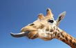 Dlouhý jazyk ještě neznamená dlouhý život, žirafy vymírají.