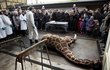 Zabití žirafáka Maria v kodaňské zoo před návštěvníky, mezi nimiž byli i děti.