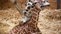 Kuk! Já jsem nový žirafák Matěj.