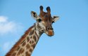 Vědci prozkoumali žirafí geny a zjistili, že některé už není možné považovat za pouhé poddruhy