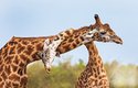 Prodloužené jednotlivé obratle v žirafím krku mohou měřit přes 28 cm