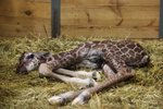 Zázrak stvoření: Nové žirafátko je na světě
