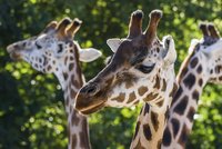 Žirafy vymírají: Staly se ohroženým druhem, problémy s chovem mají i zoo