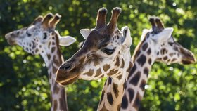 Žirafy vymírají: Staly se ohroženým druhem, problémy s chovem mají i zoo