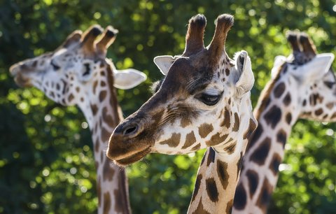 Do teplých krajin: Pražská zoo návštěvníkům v Africkém domě prozradí kuriozity ze života zvířat