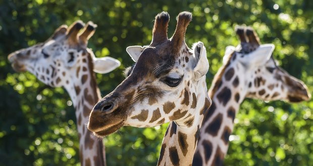 Žirafy vymírají: Staly se ohroženým druhem, problémy s chovem mají i zoo