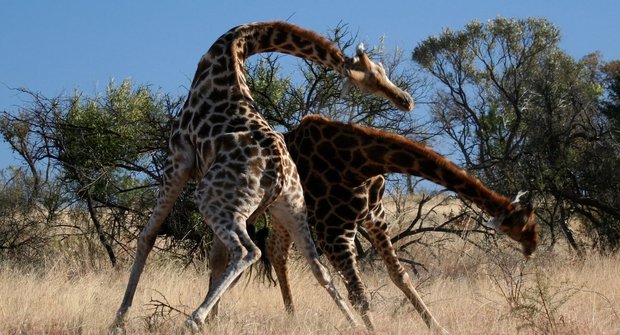 Smrtonosné žirafí zbraně
