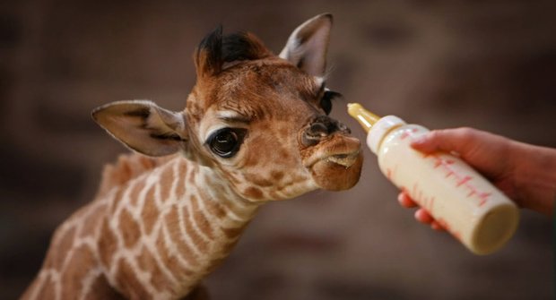 Není žirafa jako žirafa: Tajemství genů