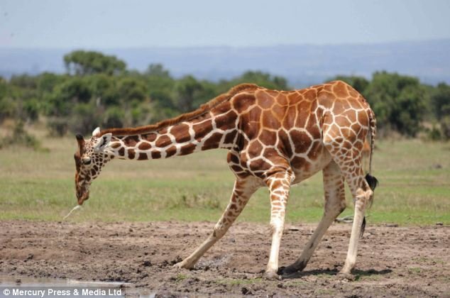 Frkající žirafa se stala vážnou hrozbou pro ptáčky letící kolem!