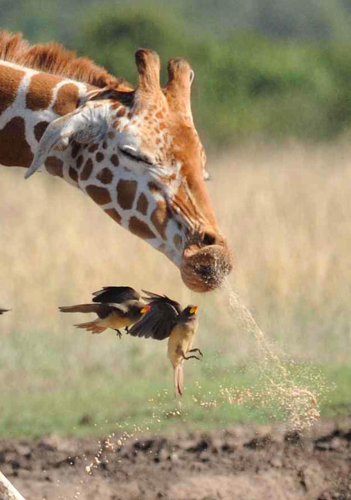 Frkající žirafa se stala vážnou hrozbou pro ptáčky letící kolem!
