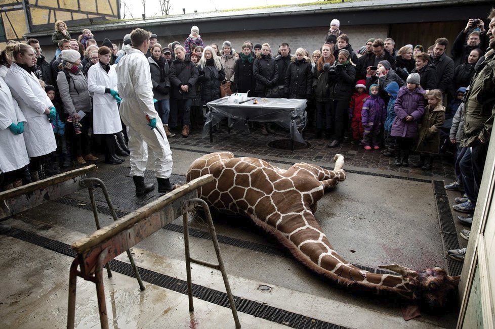 Zabití žirafáka Maria v kodaňské zoo před návštěvníky, mezi nimiž byli i děti.