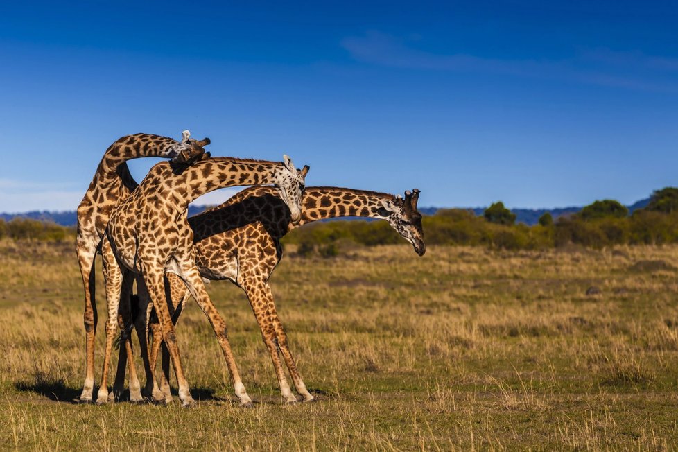 Žirafy obvykle agresivní nejsou, útočí jen, když se cítí ohrožené