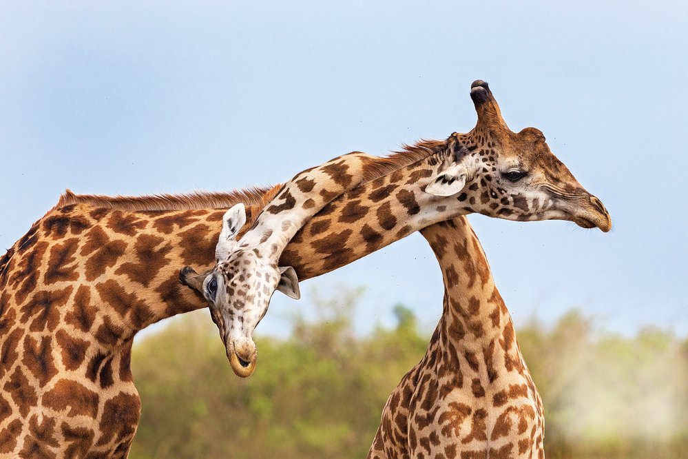 Prodloužené jednotlivé obratle v žirafím krku mohou měřit přes 28 cm