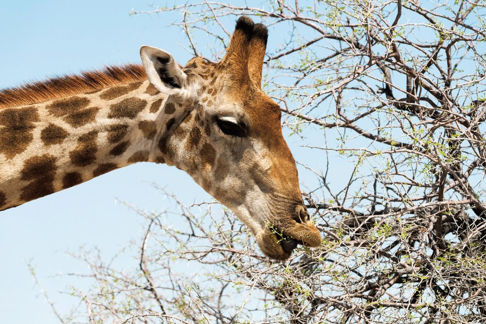 Tuhý horní pysk a až 45 cm dlouhý jazyk umožňuje žirafám spásat i trnité větvičky akácií