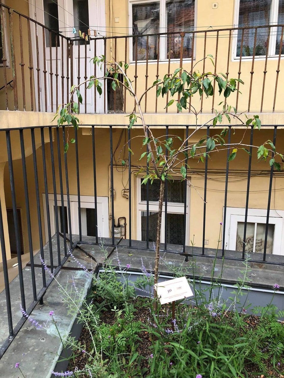 V areálu organizace Život 90 se otevřela komunitní zahrada v japonském stylu