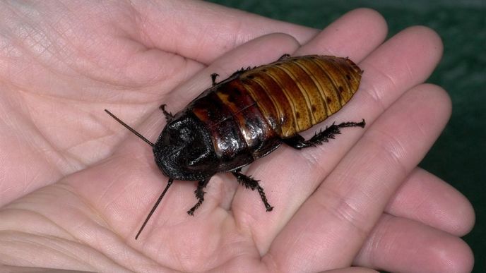 Živý šváb nevypadá jako typická lahůdka.