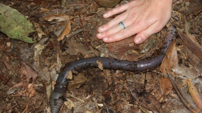 Australská veležížala vypadá jako oživlá noční můra