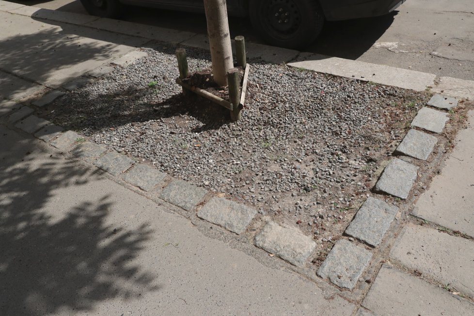 Takto vypadají stromky v Praze 3 bez přičinění lidí ze spolku Street Gardening.