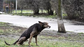 Smradlavá hádka v Brně: Pejskař mrštil po ženě pytlík s exkrementy, ohodil ji i malé dítě