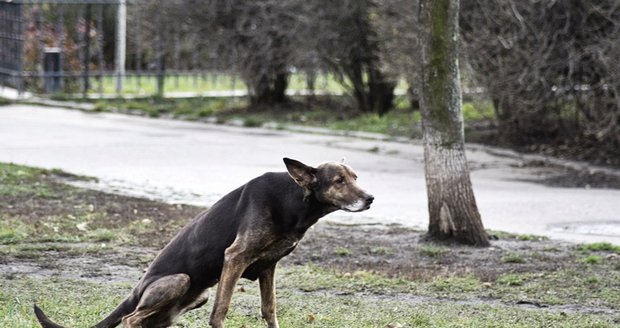 Smradlavá hádka v Brně: Pejskař mrštil po ženě pytlík s exkrementy, ohodil ji i malé dítě