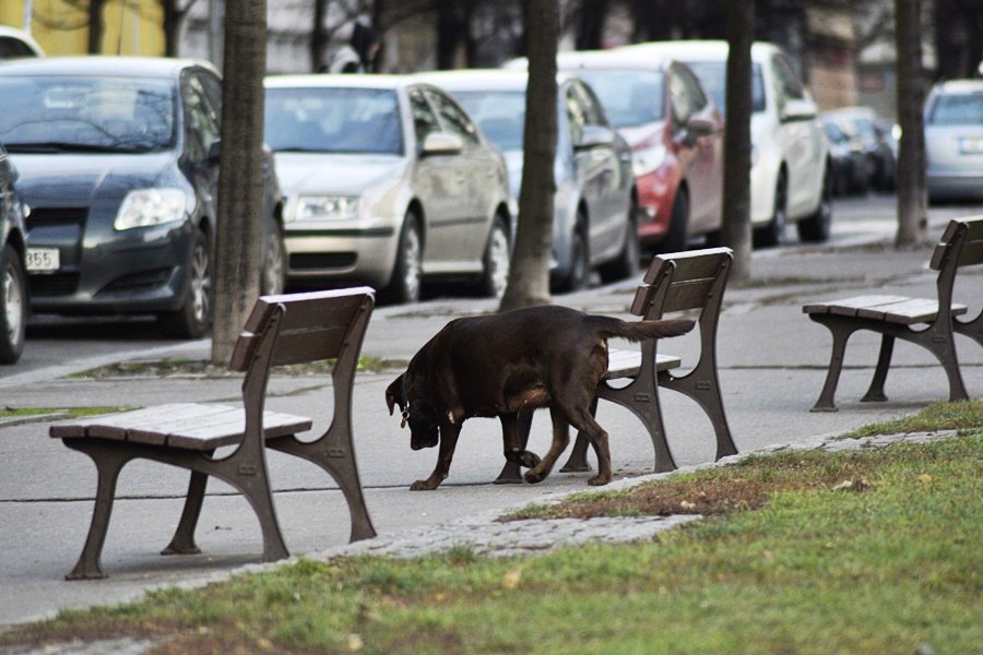 Žižkovské ulice jsou plné hovínek.