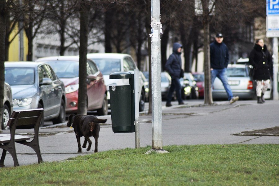 Žižkovské ulice jsou plné hovínek.