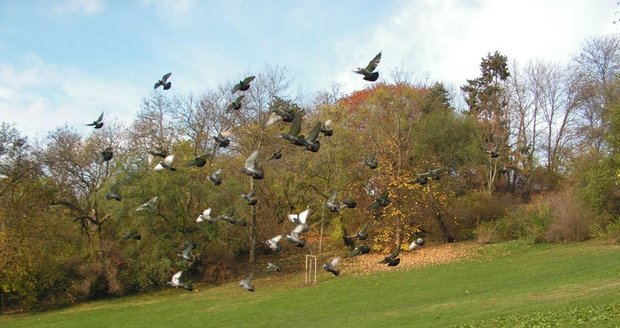 Žižkovští holubi dostanou od aktivistů holubník.