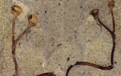 Nově objevená zkamenělina má pouhých 6 cm!