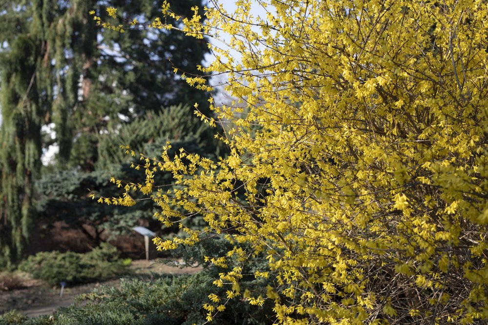 Zlatice je jedna z prvních květin, které rozkvétají na jaře