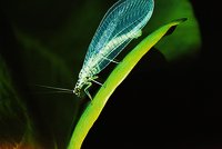 Čeští entomologové dostali obžalobu
