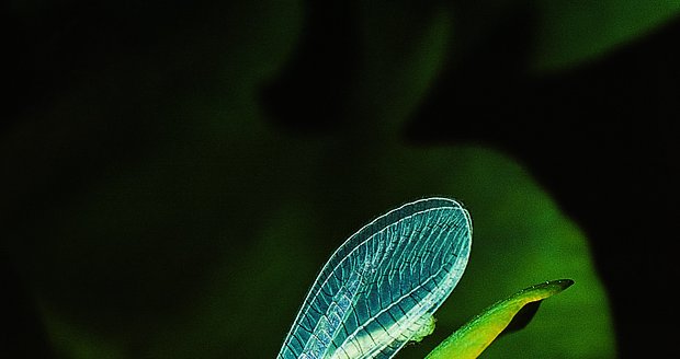 Hmyz - ilustrační foto