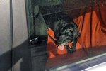 Muž ze Zlína nechal psa v autě na přímém slunci a šel obíhat úřady.