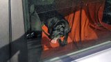 Muž ze Zlína nechal psa v autě na přímém slunci a šel obíhat úřady