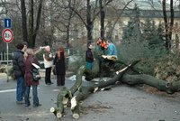 Lidé se bojí vzrostlých stromů, dojde zase k tragédii?