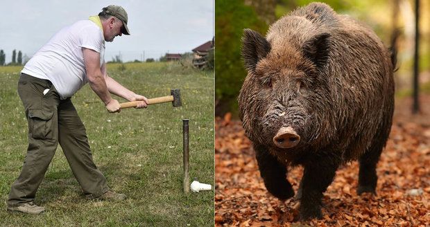 Zlínsko čekají nucené porážky domácích prasat. Kvůli africkému moru